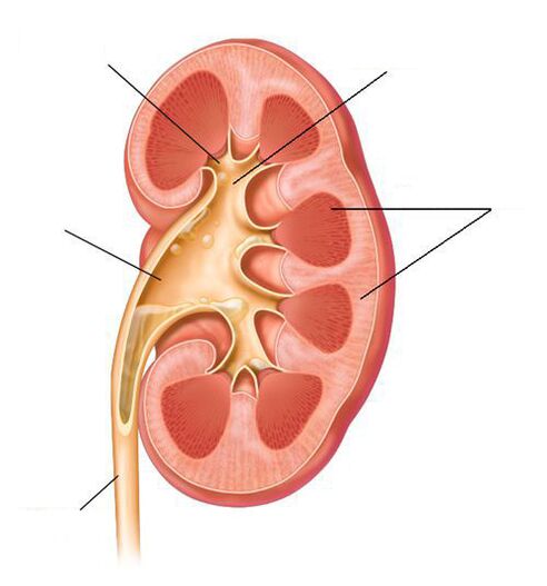 akut pyelonephritis a cystitis szövődményeként